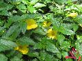 Dorado Buttercup / Turnera ulmifolia 